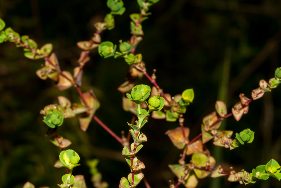 Euphorbia platyphyllos